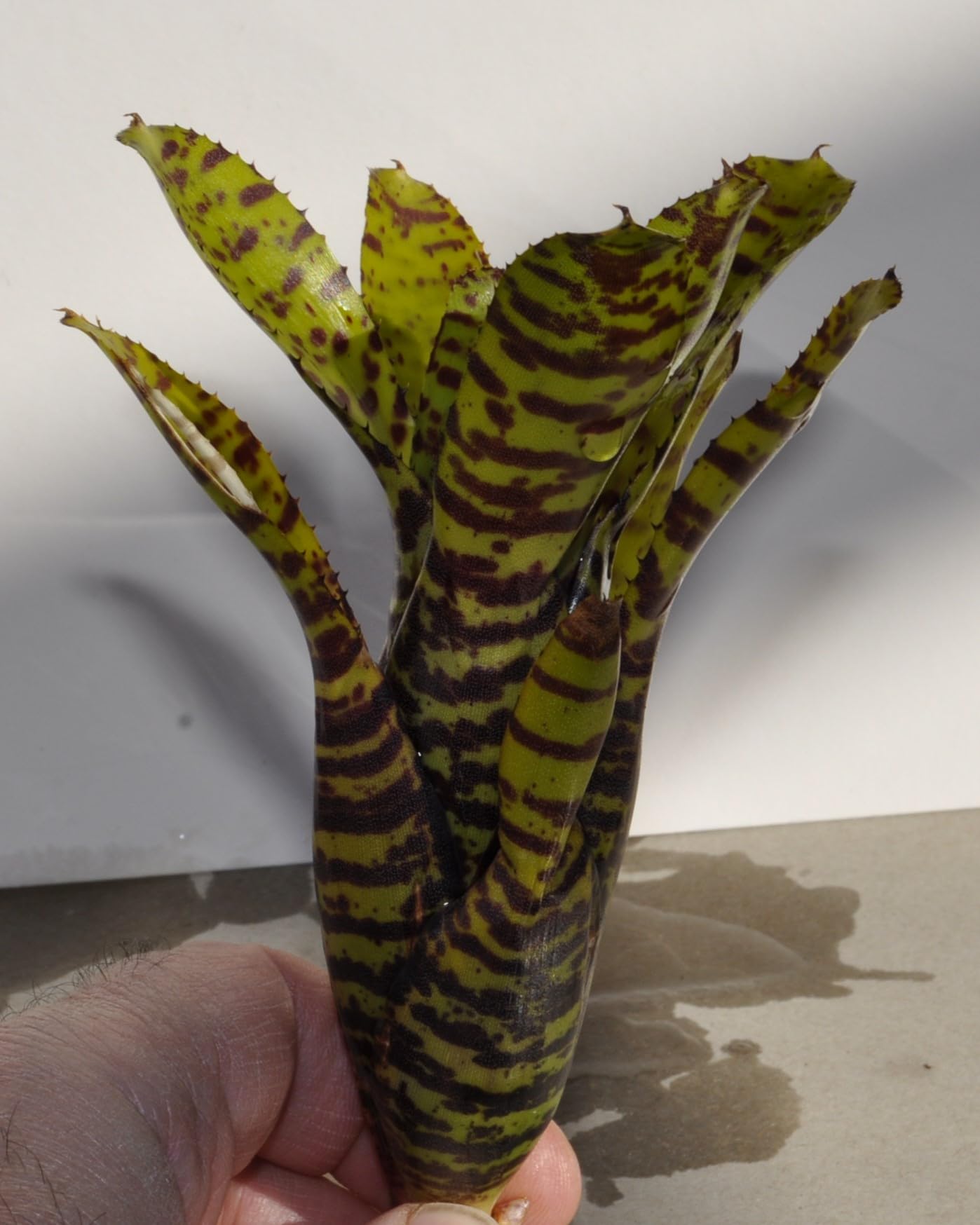 Neoregelia punctatissima; bromelia punteada verde; Curiosarium; altura 12-15 cm, diámetro 5-10 cm, sin sustrato_3