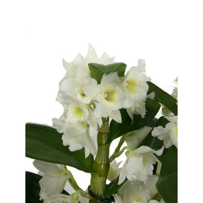 Dendrobium Apollon 3 Tallos M12 65cm_2