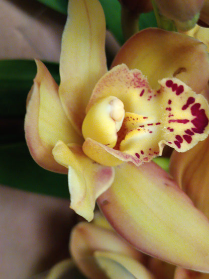Cymbidium Floración Nº 5 Orquidea Terrestre Tolera Frio Y Sequia Altura +70