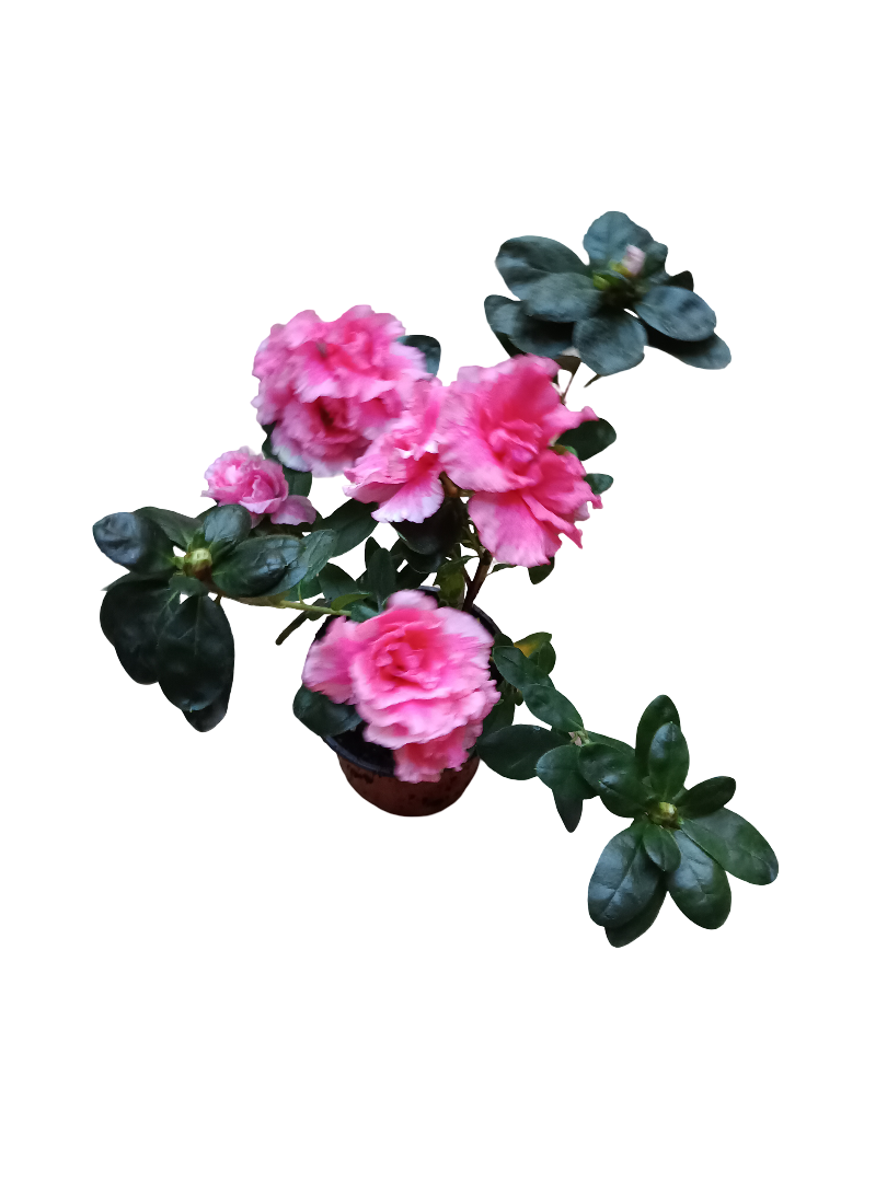 Planta AZALEA de Flor ROSA ideal para Jardines y para Bonsai