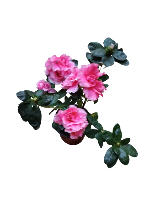 Planta AZALEA de Flor ROSA ideal para Jardines y para Bonsai
