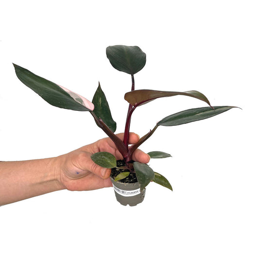Philodendron Pink Princess M6 15cm_0