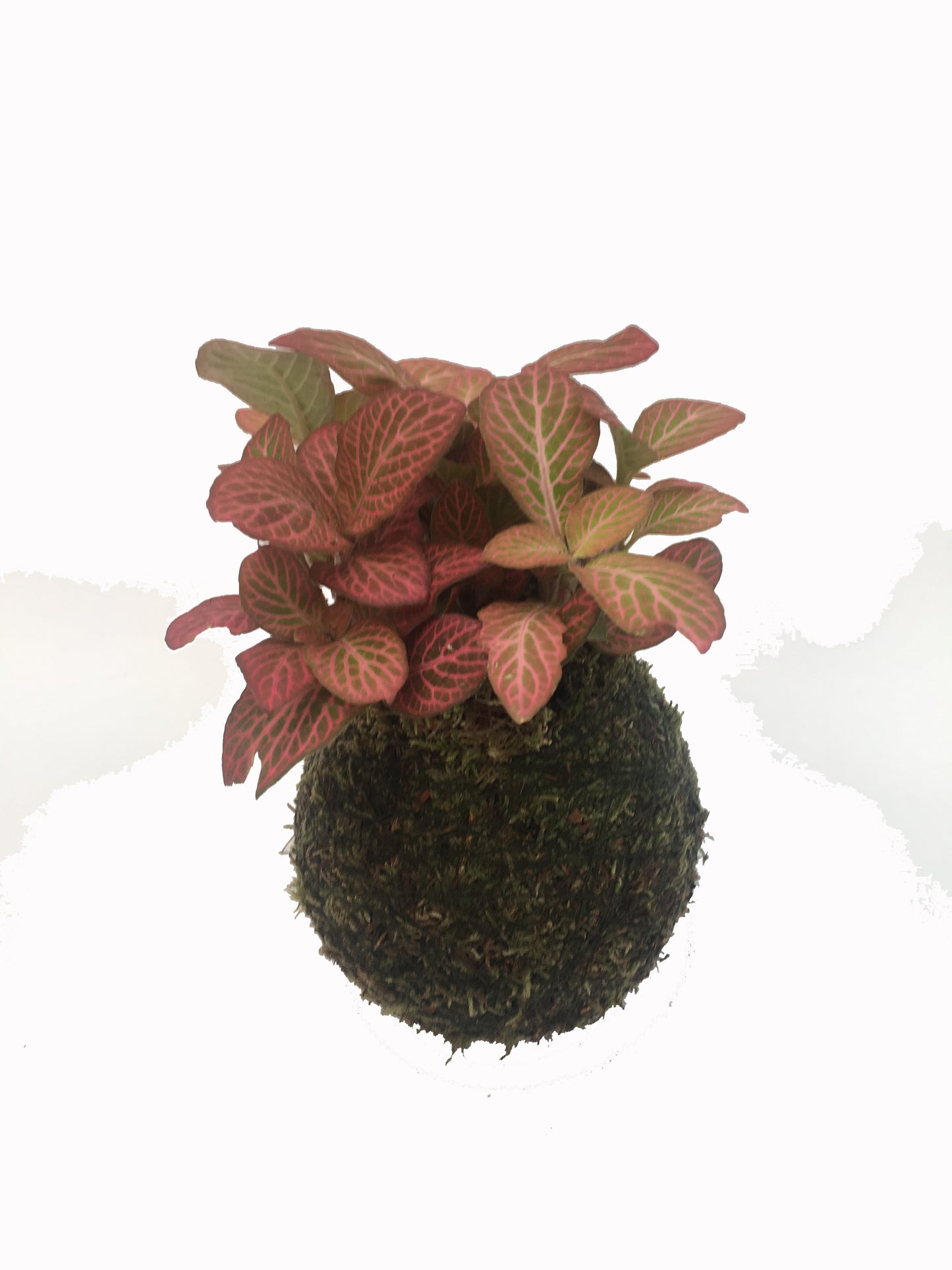 Kokedama Fittonia - Hecho A Mano - Altura Total Aprox. 15cm.