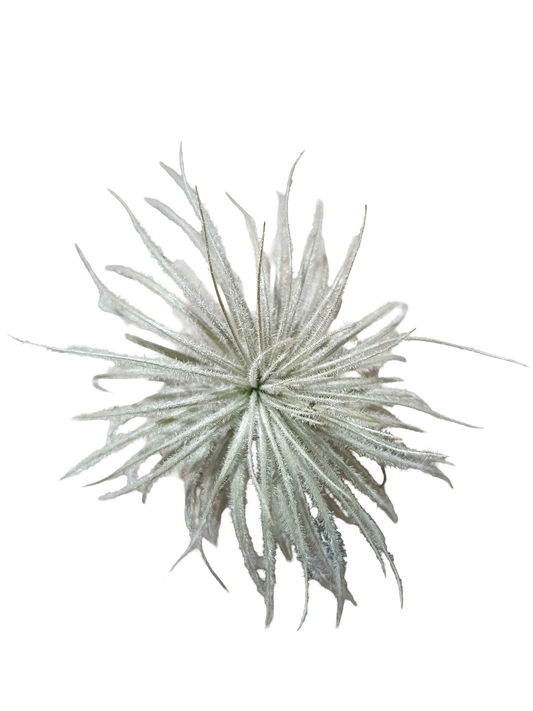 Tillandsia Tectorum Clavel Del Aire Planta Natural_0