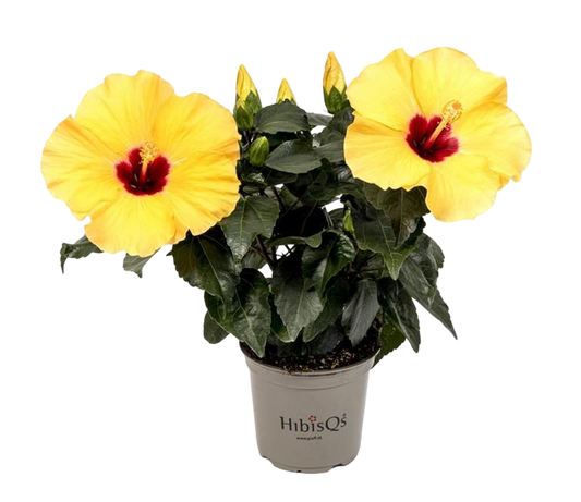 Planta Natural Hibiscus Rosa-sinensis 'adonicus Yellow'ø 13 Alt. 27 - 37_0