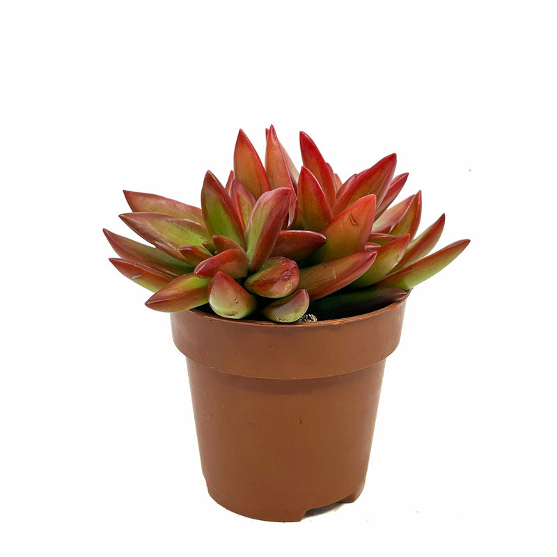 Sedum Adolphii Firestorm Cactus Y Suculentas M8,5 cm Ø_0