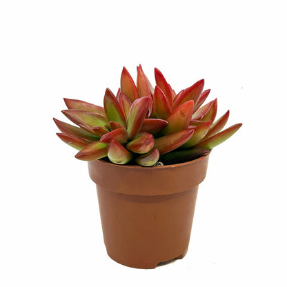 Sedum Adolphii Firestorm Cactus Y Suculentas M8,5 cm Ø_0
