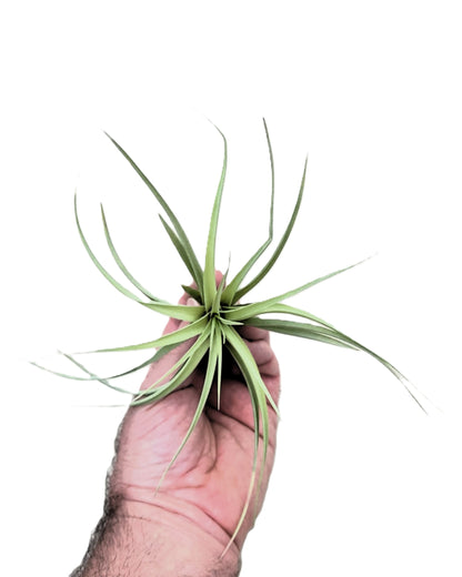 Tillandsia aeranthos 'Joseli'; planta del aire de flores claras; Curiosarium; altura 15 cm, diámetro 25 cm_2