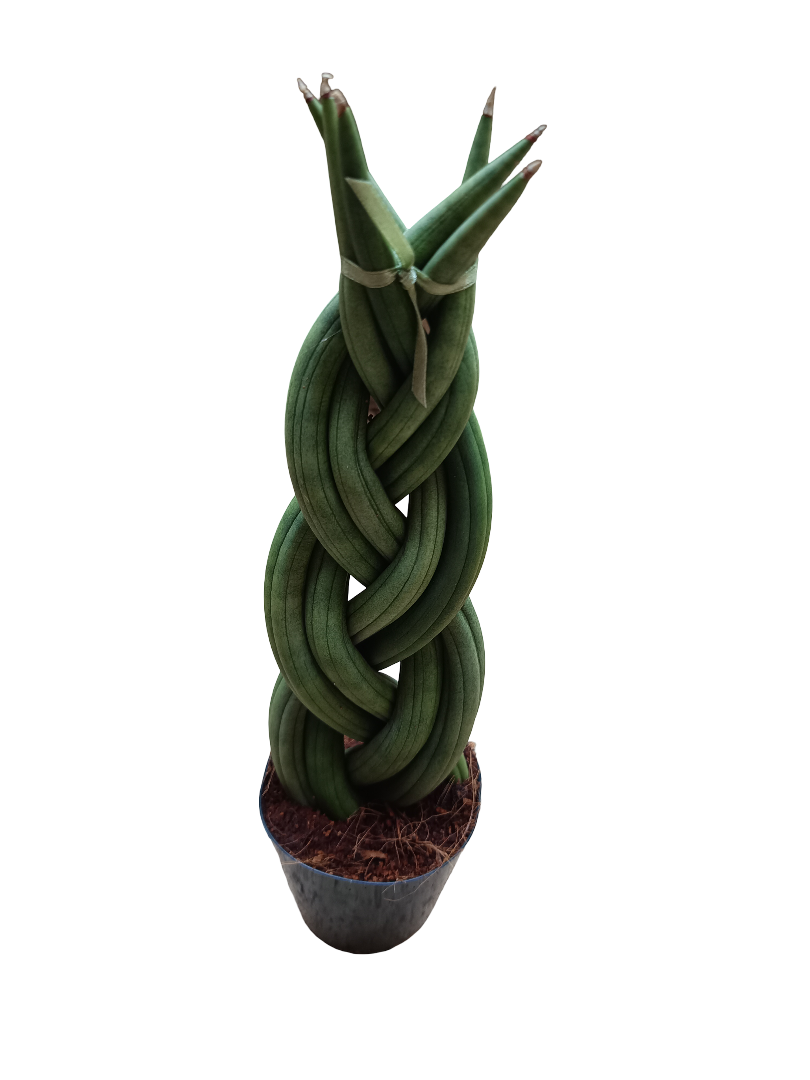 Sansevieria Twist 30 Cms Planta De Interior_0