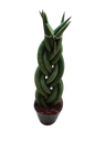Sansevieria Twist 30 Cms Planta De Interior