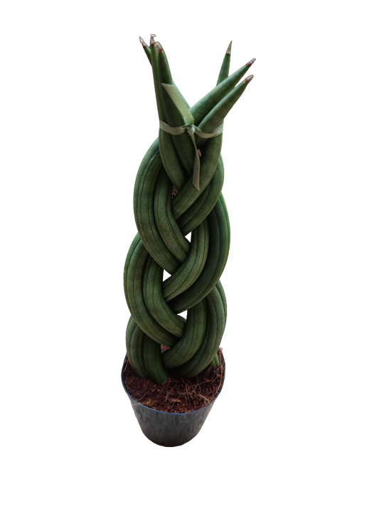 Sansevieria Twist 30 Cms Planta De Interior
