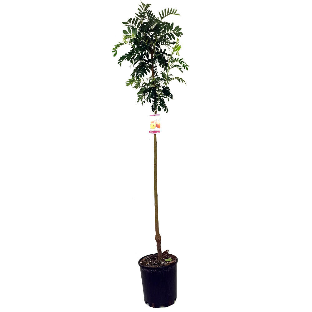 Sorbus Domestica M22 140cm (serbal Común)_1