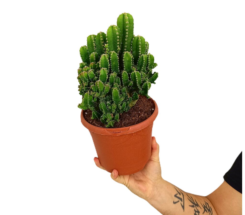 Cereus Floridiano M17_0