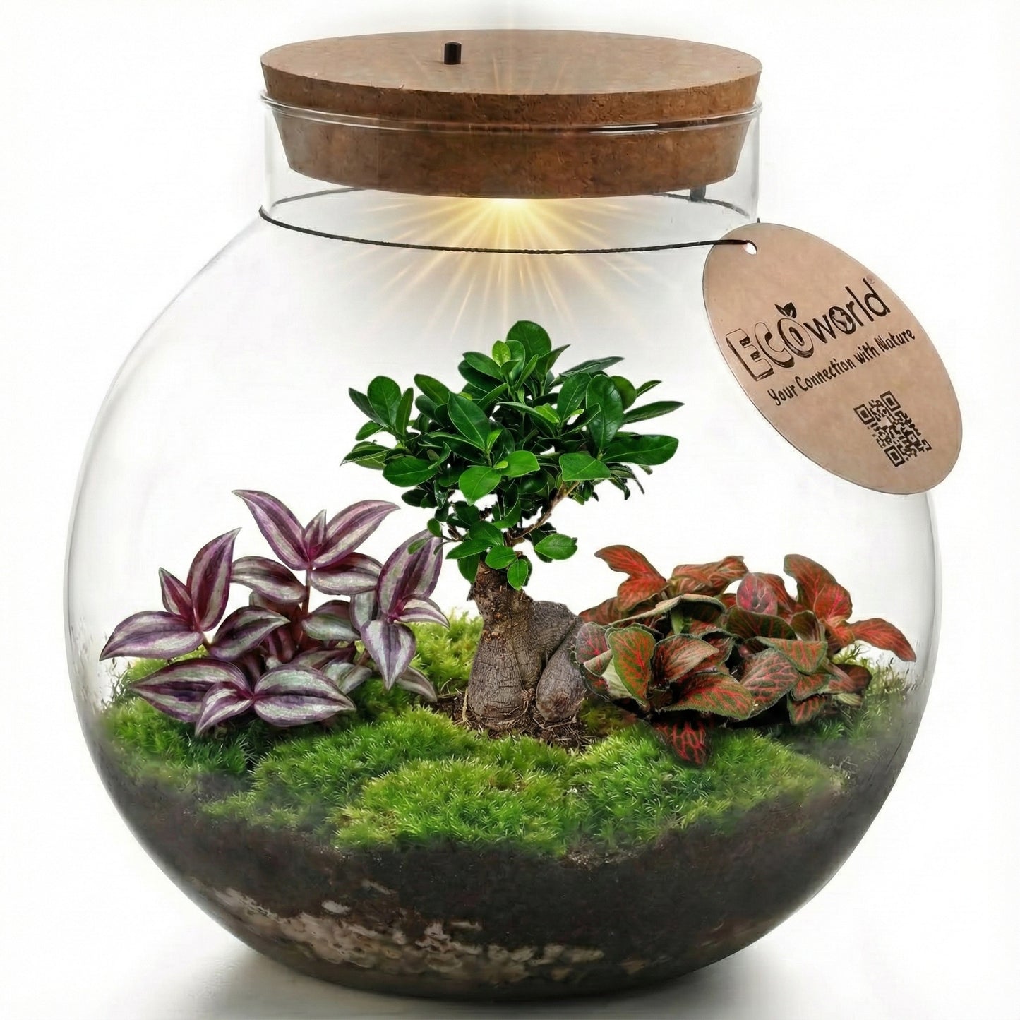 Bonsái Terrario Ecosistema 'biodome' - Ø25 Cm_0