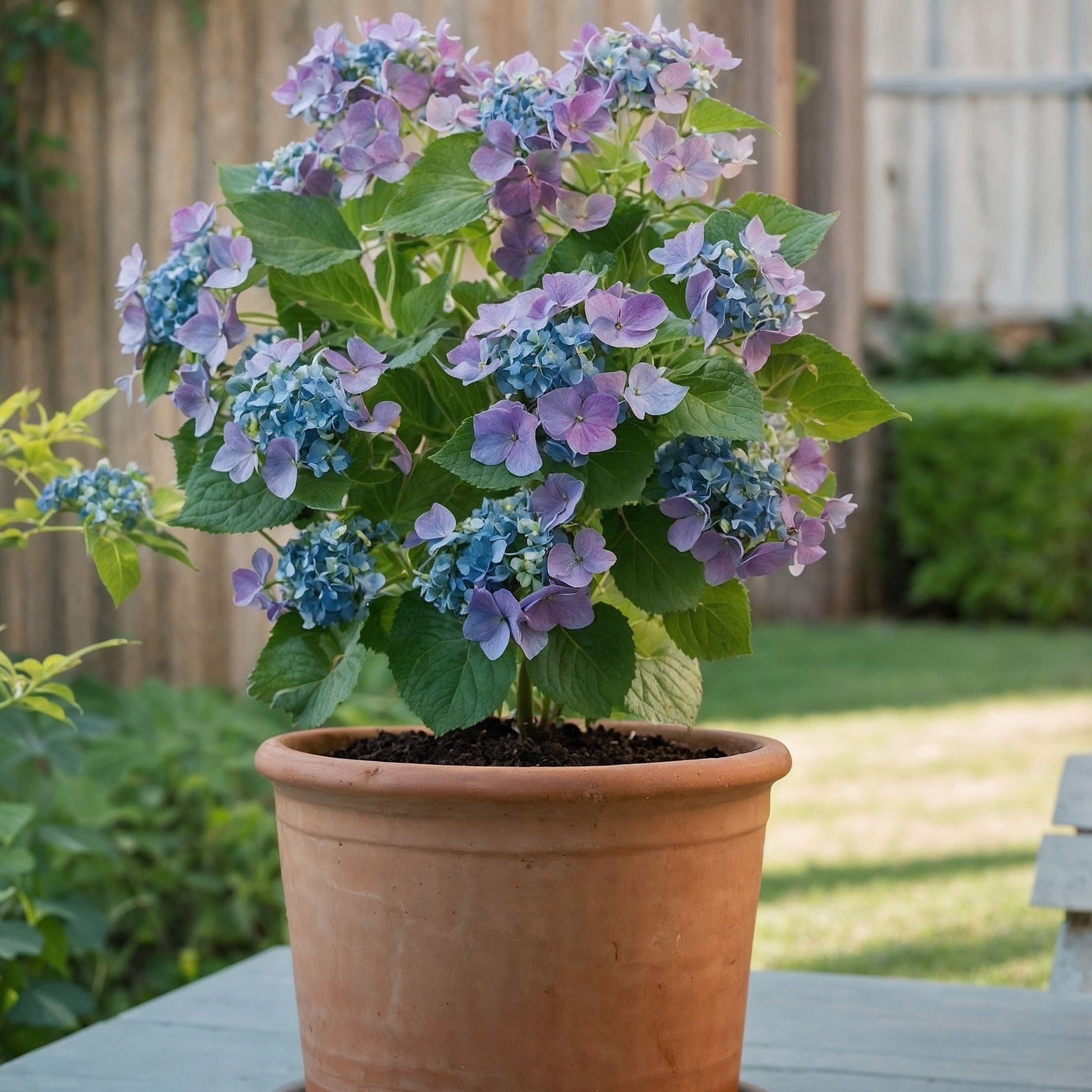 Hortensia - 6 Pzs - Hydrangea Macrophylla Teller 'nizza' - Altura 25-40cm - ⌀9cm
