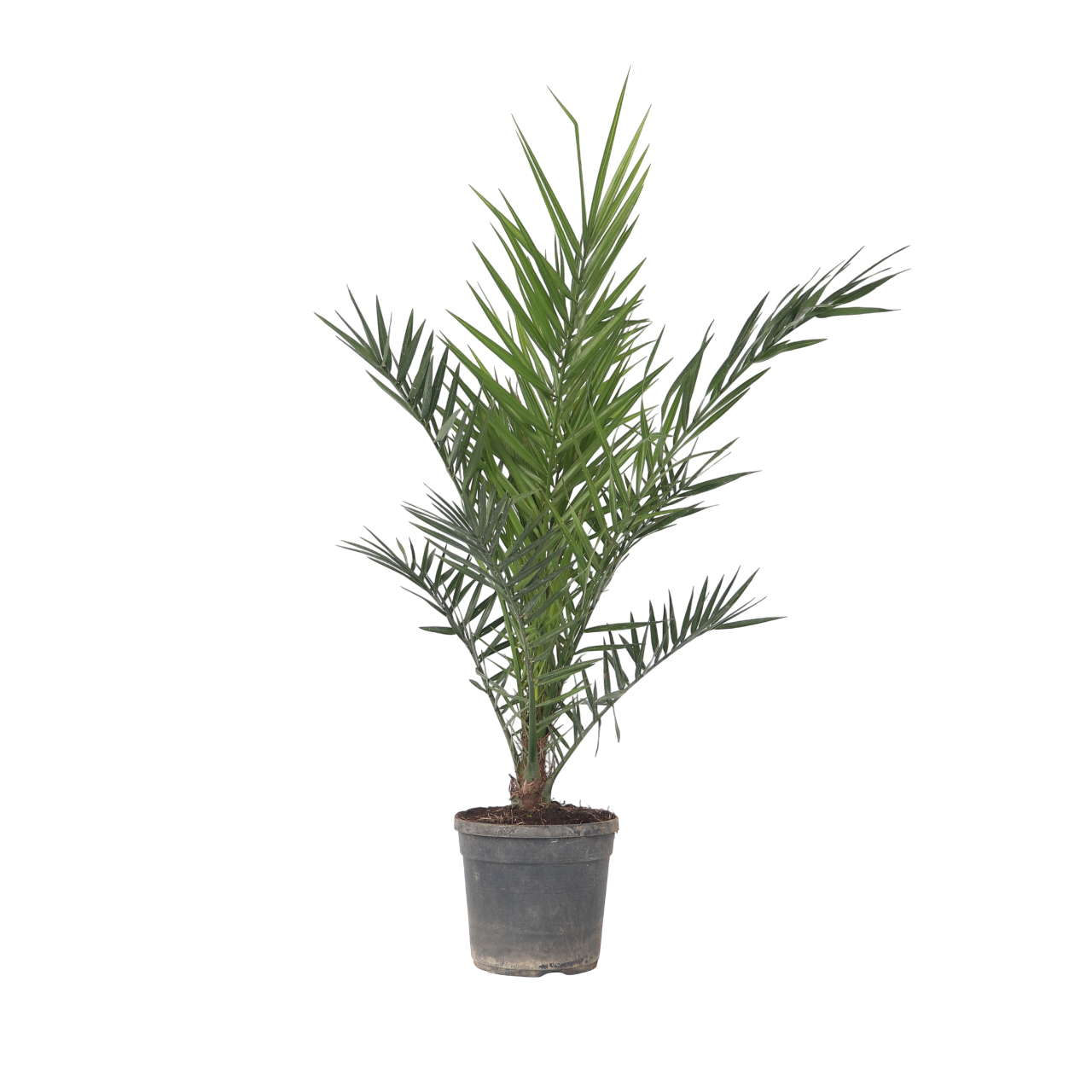 Palmera Canaria - Phoenix Canariensis - Altura 80-100cm - ⌀19cm