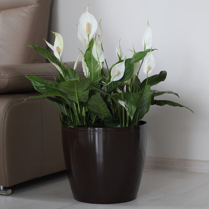 Macetero Magnolia 250 Marrón Claro