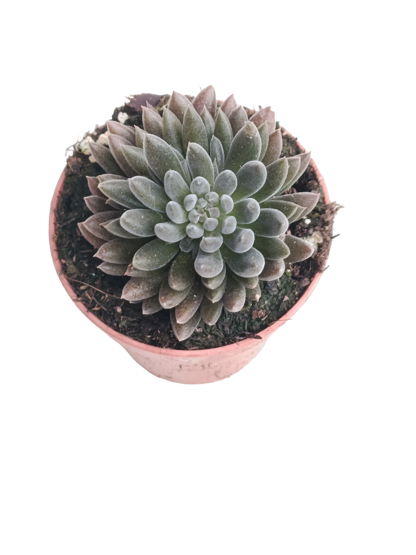 Crassula Negra Planta Suculenta Ø5_0