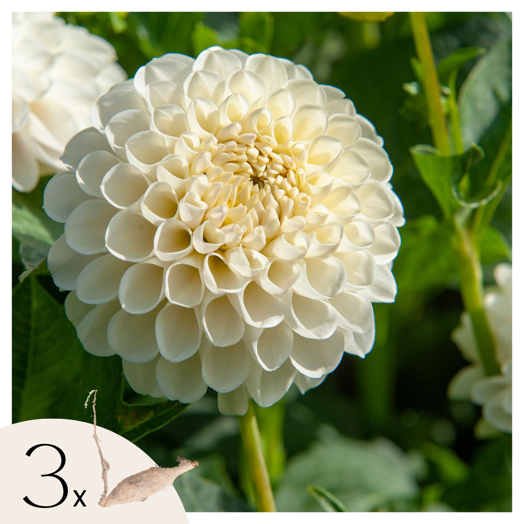 Tubérculos De Dalia - 3 Pzs - Dahlia 'boom Boom White' - Blanco_0