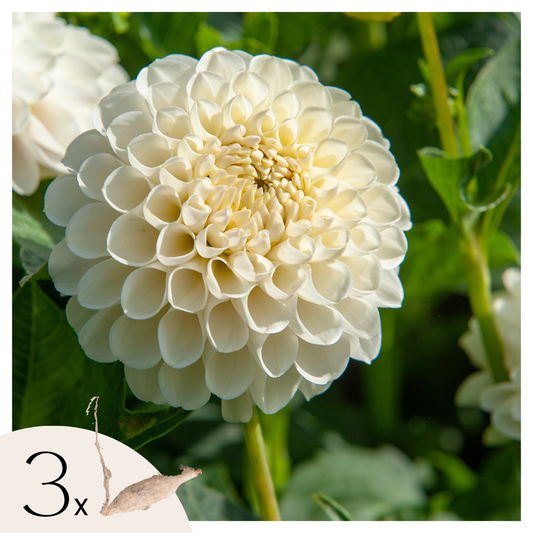 Tubérculos De Dalia - 3 Pzs - Dahlia 'boom Boom White' - Blanco_0