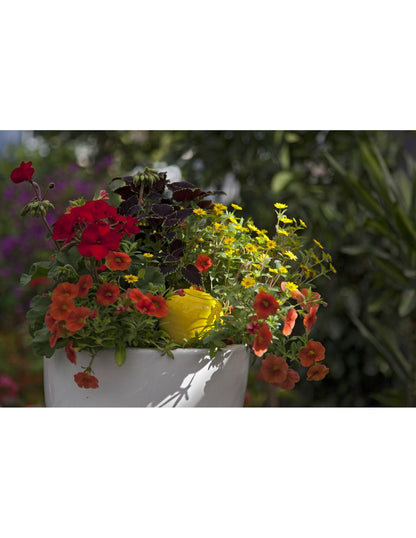 Regadera Cerámica Oyas Para Plantar S - Amarillo._2