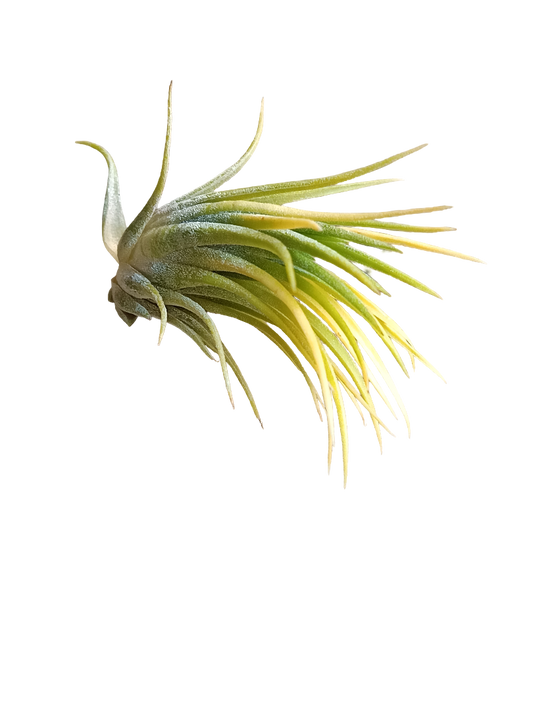 Tillandsia Ionantha Druid Amarilla Clavel Del Aire_0