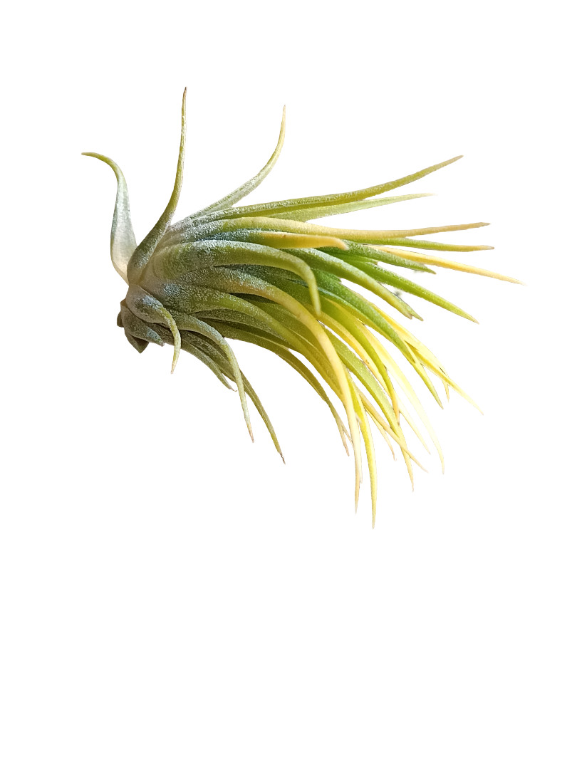 Tillandsia Ionantha Druid Amarilla Clavel Del Aire