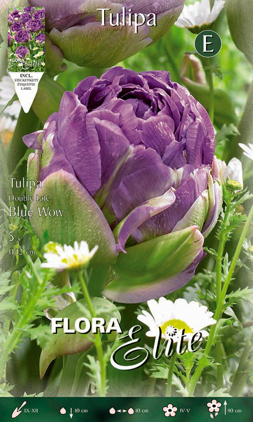 Bulbos Tulipán doble azul morado 5 uds