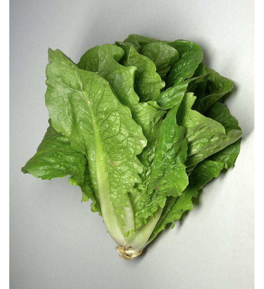 Plantón Lechuga Romana (10 Unidades)_0