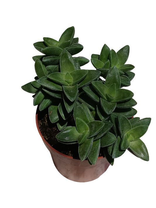 Crassula Springtime Planta Suculenta Ø8 Cm_0