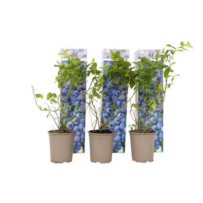 Arándano Alto - 6 Pzs - Vaccinium 'sunshine Blue' - Altura 25-40cm - ⌀9cm_0