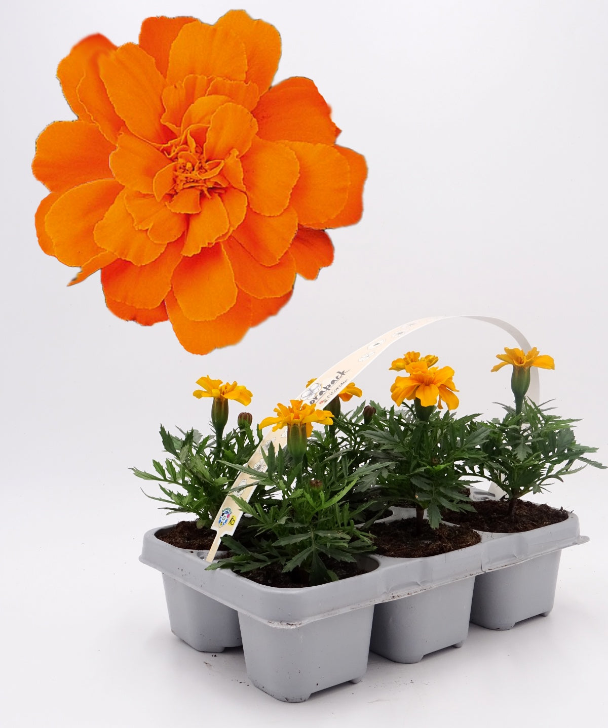 Pack Plantones Tagete Naranja 6 Ud. Natural - Fitoralia_0
