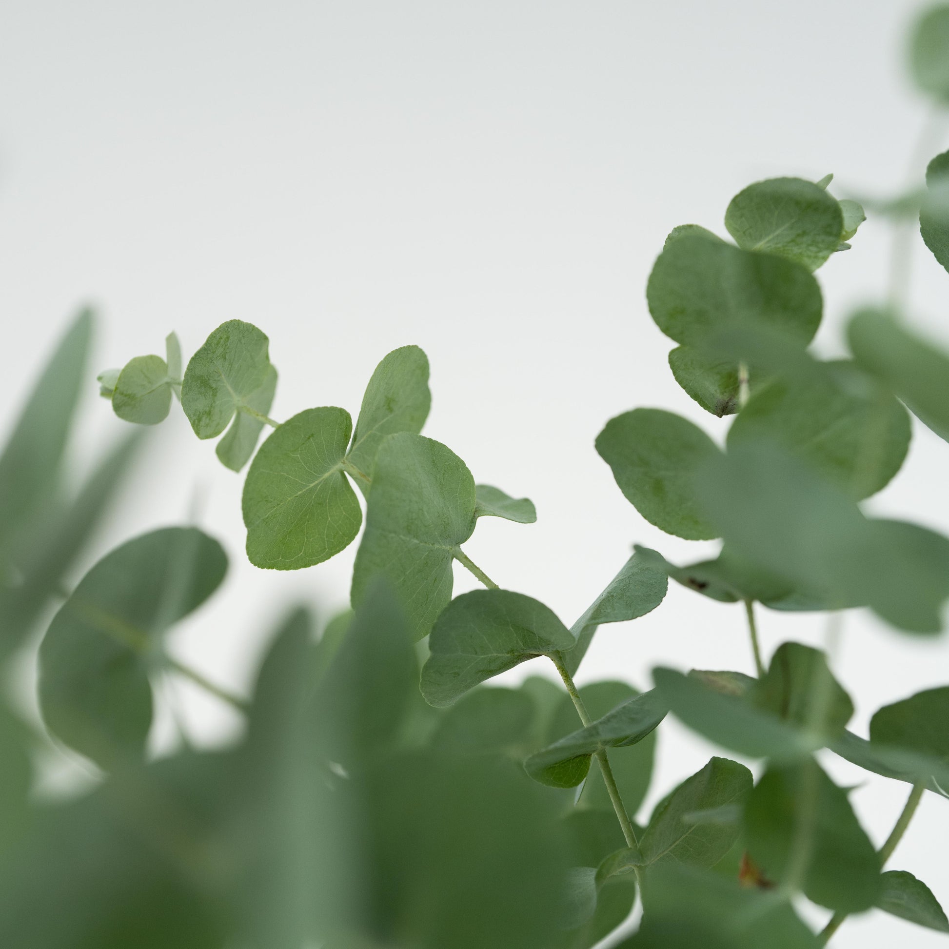 Eucalipto - 6 Pzs - Eucalyptus 'pulverulenta' - Altura 25-40cm - ⌀12cm