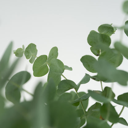 Eucalipto - 6 Pzs - Eucalyptus 'pulverulenta' - Altura 25-40cm - ⌀12cm