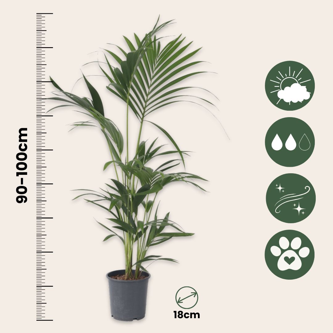 Palma Kentia - Howea Forsteriana - Altura 90-100cm - ⌀18cm