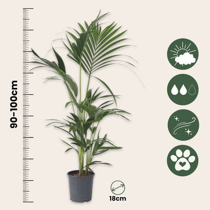 Palma Kentia - 2 Pzs - Howea Forsteriana - Altura 90-100cm - ⌀18cm