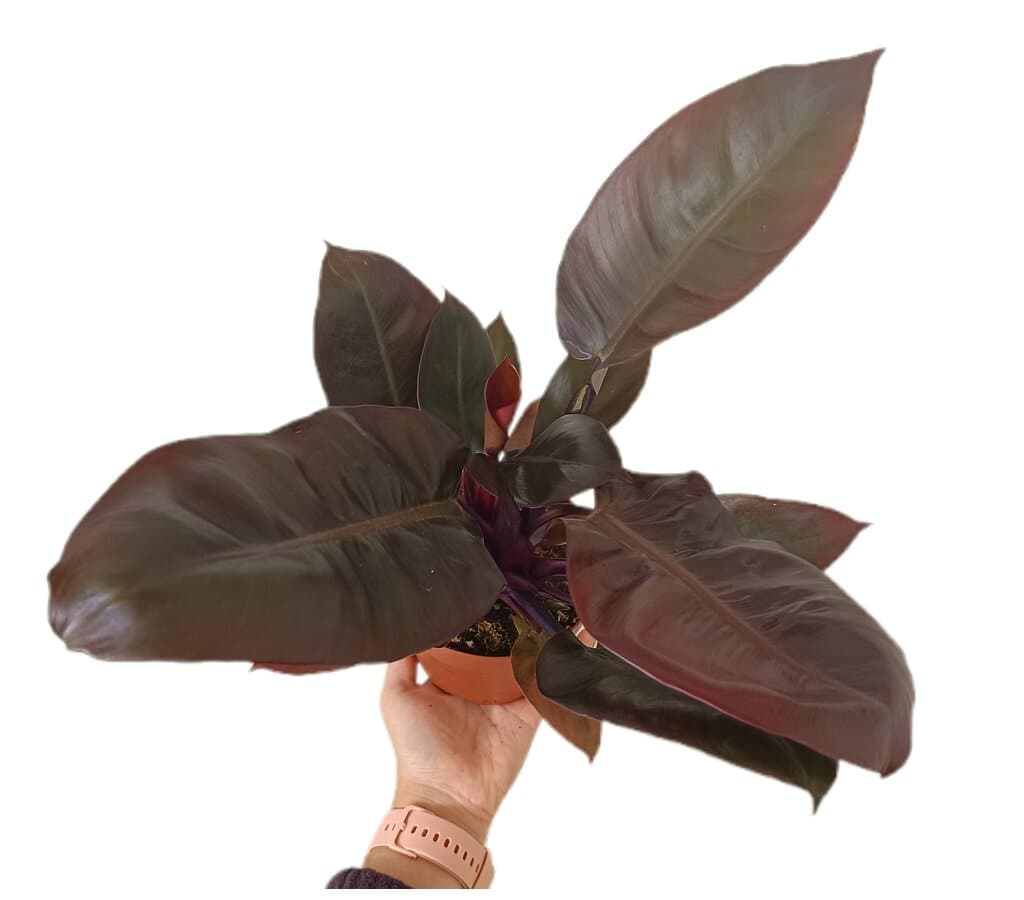 Philodendron Imperial Red M12
