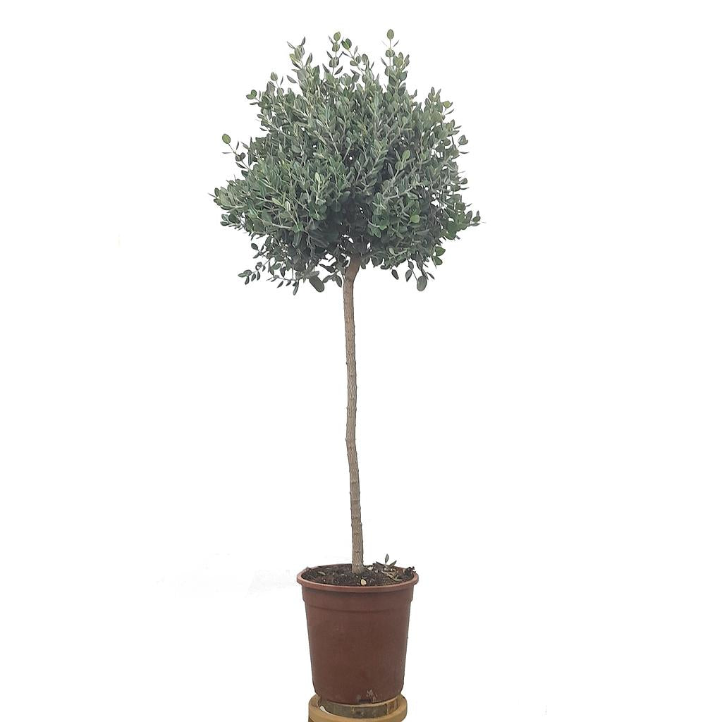 Metrosidero Excelsa Copa M25  150cm_0