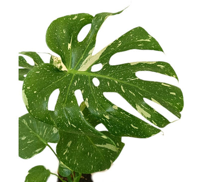 Monstera Variegata M12 50-60cm_1