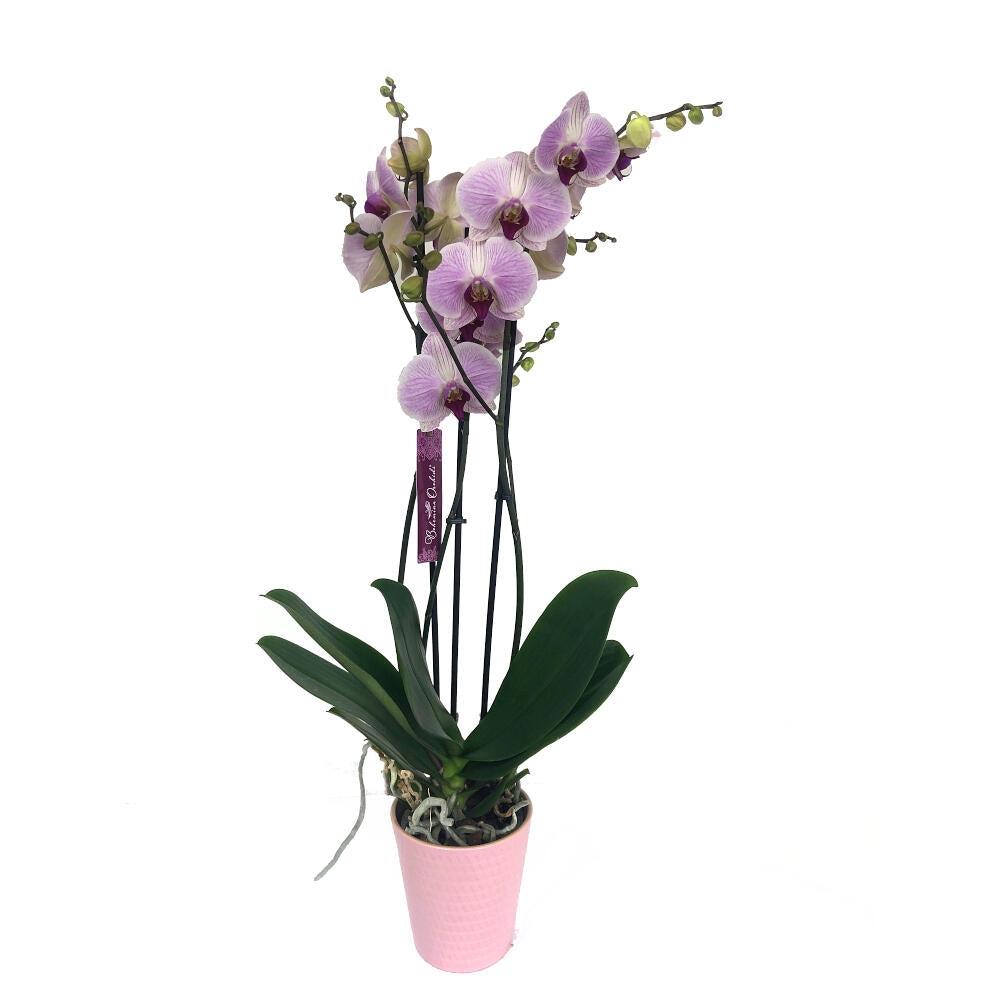 Orquidea Phalaenopsis Cleveland 2/3 Tallos M12 70cm