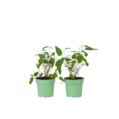 Eucalipto - 2 Pzs - Eucalyptus 'citriodora' - Altura 35-45cm - ⌀15cm_0