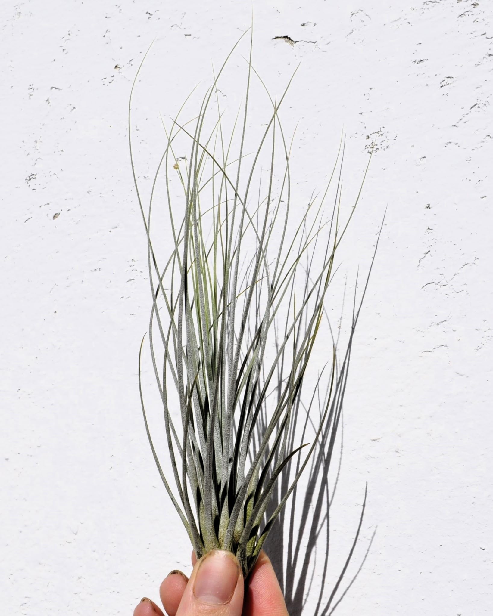 Tillandsia juncea; tilandsia junco, planta del aire plateada; Curiosarium; altura 20-35 cm, diámetro 10-25 cm_1