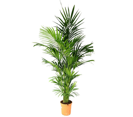 Kentia Forsteriana M30 180-200cm