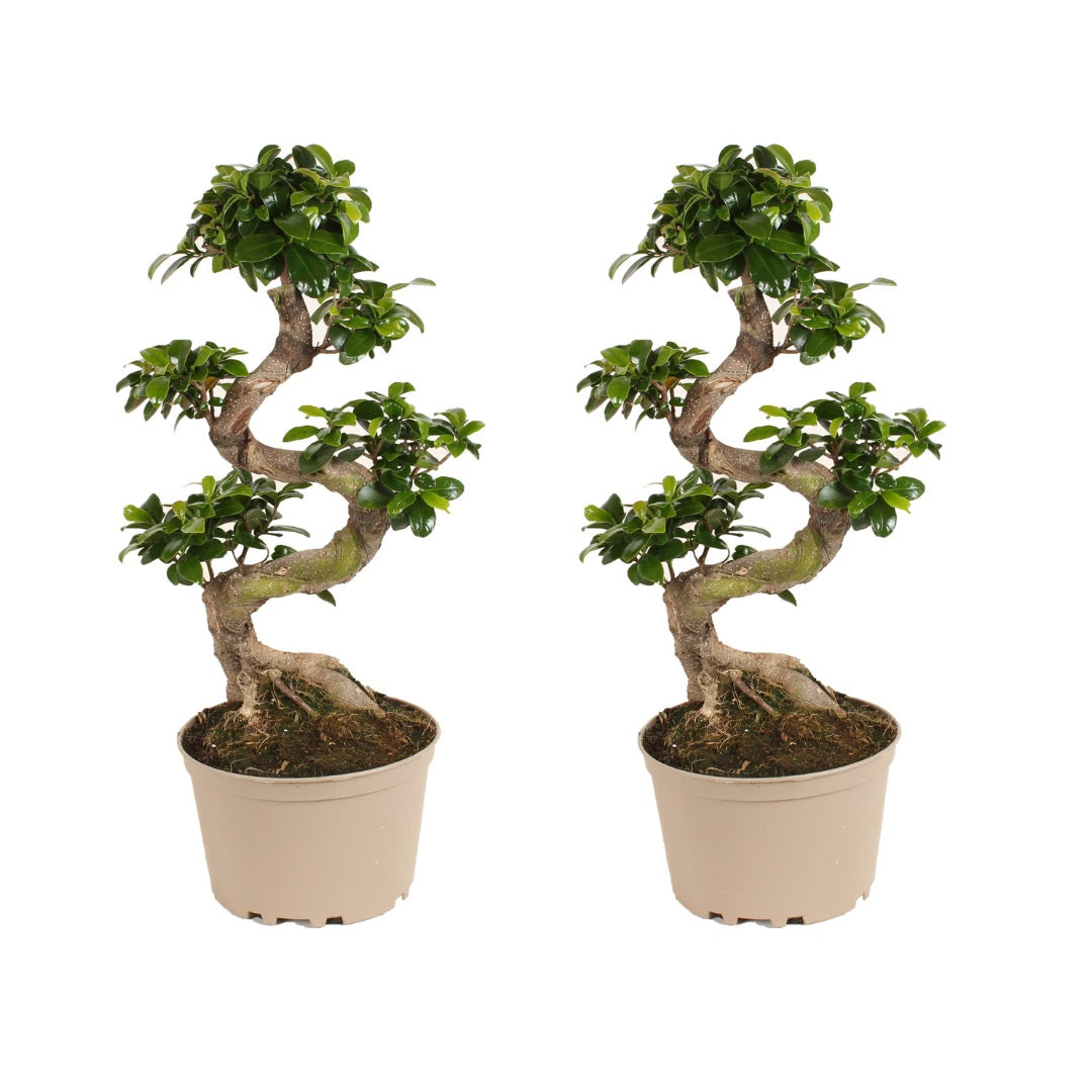 Laurel De Indias - 2 Pzs - Ficus Microcarpa 'ginseng' - Altura 60-70cm - ⌀22cm_0