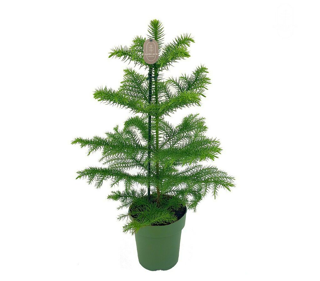 Araucaria Excelsa M14 50cm (heterophylla)_0