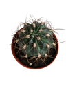 Melocactus Macrodiscus Cactus Pequeño Ø5