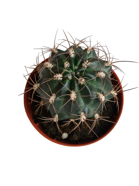Melocactus Macrodiscus Cactus Pequeño Ø5