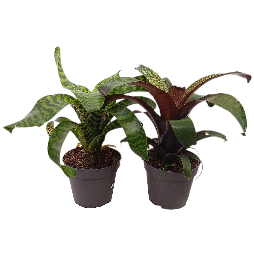 Vriesea Blad Mix M14_0