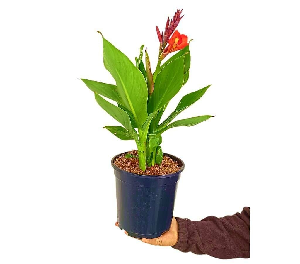 Canna Indica M20 35cm_0