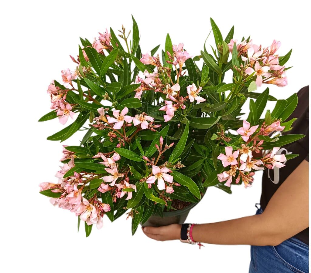 Adelfa Rosa M26 70cm (valadre O Nerium Oleander)_0